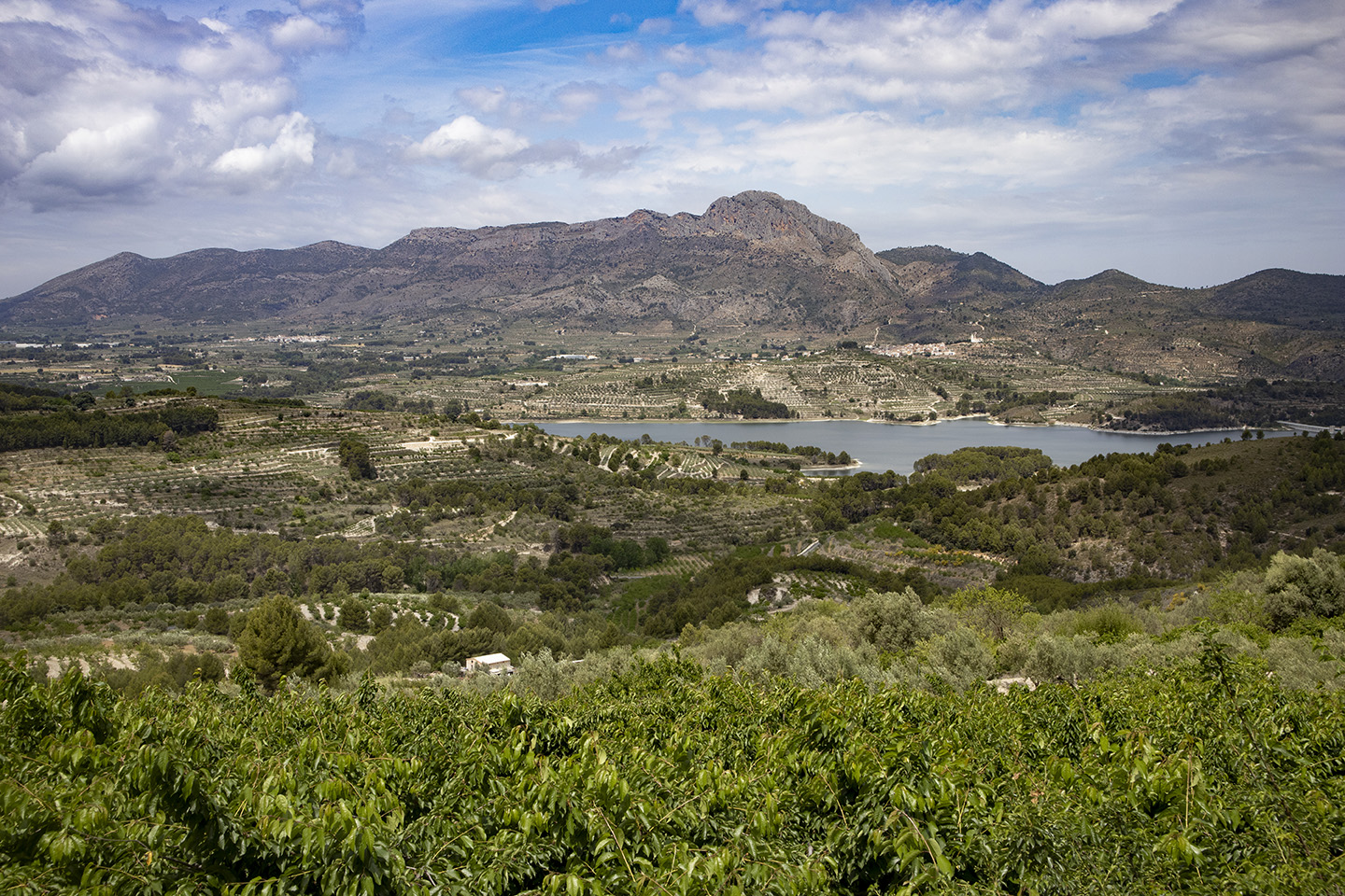 Cirera Muntanya Alacant