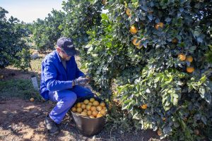 Agricultor recoge cítricos valencianos